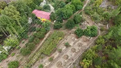 Adana Saimbeyli Obruk mevkisinde geleneksel yöntemle odun ateşi ve meşe külü kullanılarak pekmez yapımı