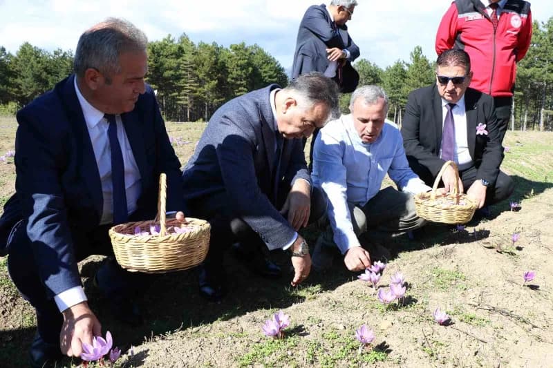 Karabük Tarım ve Orman İl Müdürlüğü tarafından geliştirilen "Kontrollü koşullarda Bilimle Yeşeren Sa