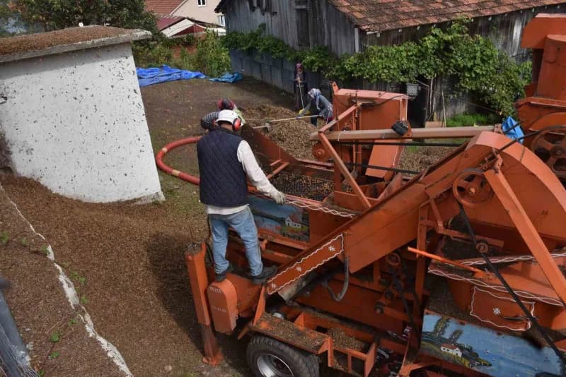 Türkiye’nin en önemli fındık üretim merkezlerinden biri olan Sakarya’da hasat mesaisi devam ediyor.