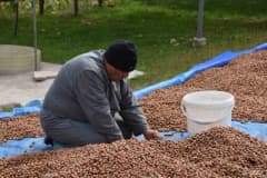 Sakarya Hendek ilçesinde yüksek kesimlerde fındık hasadı yapan üreticiler bahçede fındık topluyor
