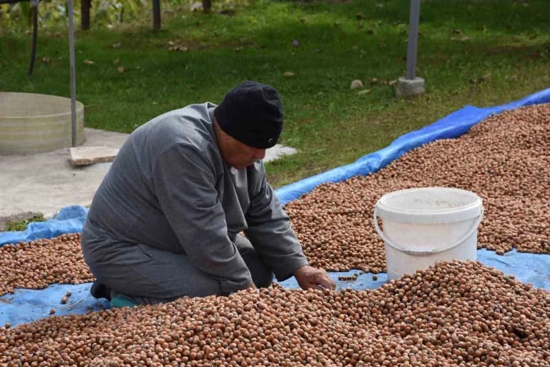 Sakarya Hendek ilçesinde yüksek kesimlerde fındık hasadı yapan üreticiler bahçede fındık topluyor