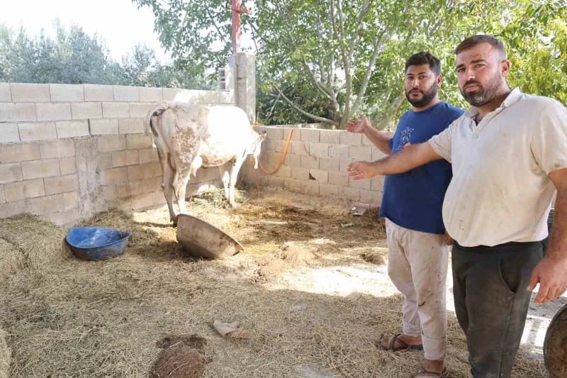 Hatay Kırıkhan Özkızılkaya’da şap hastalığı nedeniyle hayvanların ağızlarından köpük gelmesi ve aşılama çalışmaları
