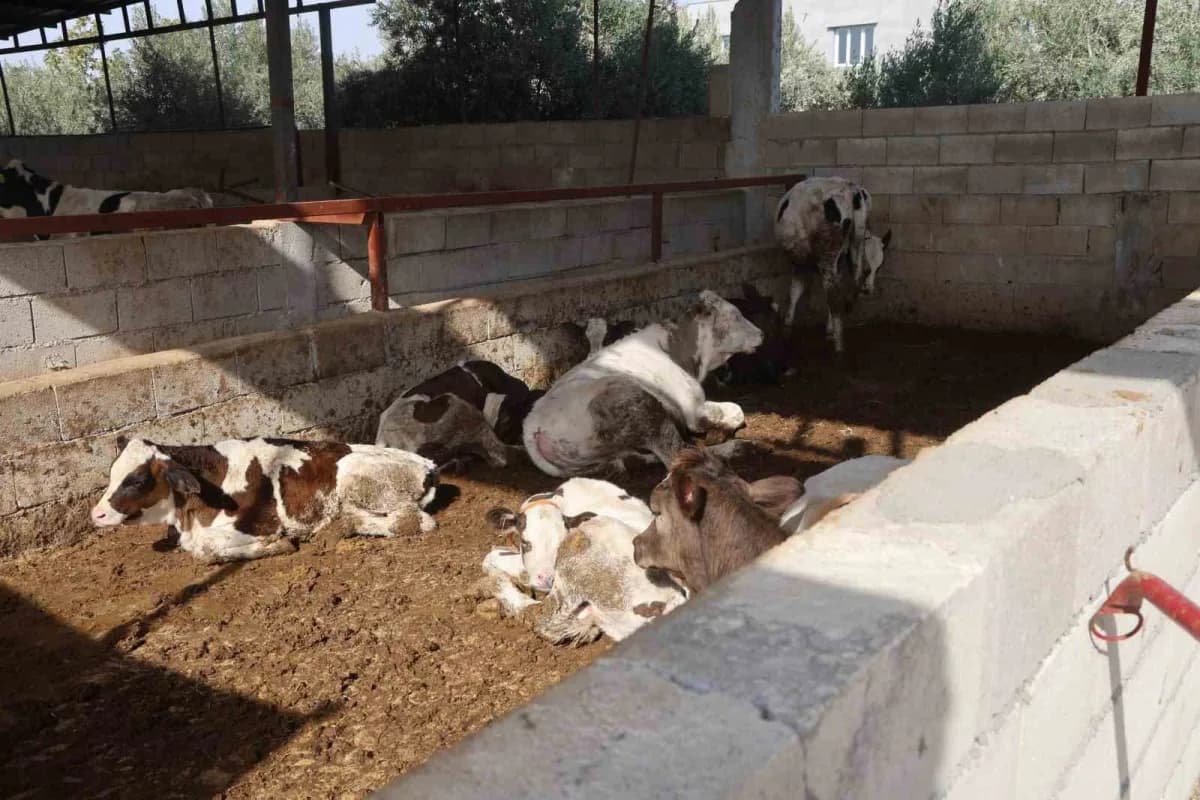 Hastalık nedeniyle hayvanlarını kaybeden üreticiler destek beklerken, İl Tarım ve Orman Müdürlüğü ekiplerinin karantina