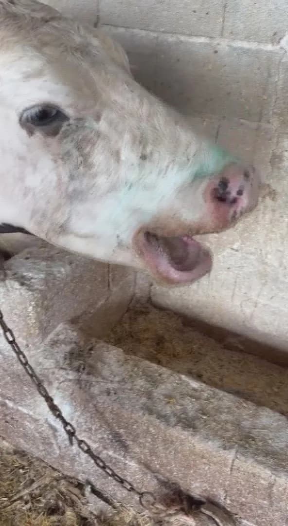 Hastalık nedeniyle hayvanlarını kaybeden üreticiler destek beklerken, İl Tarım ve Orman Müdürlüğü ekiplerinin karantina