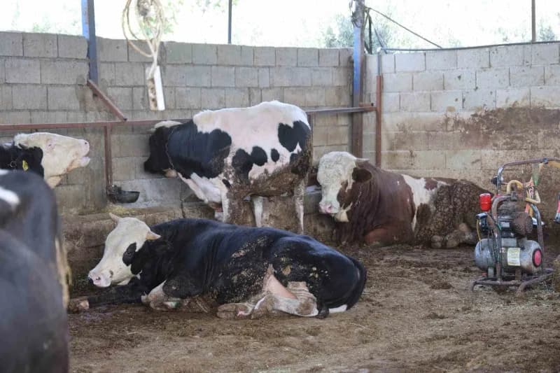 Hatay'ın Kırıkhan ilçesinde SAT-1 şap hastalığının tespit edilmesinin ardından tedbir amacıyla Antakya'daki Üzümdalı Hay