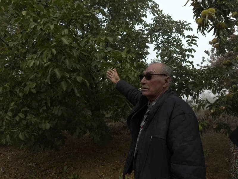 Ceviz üreticisi Cafer Doğan