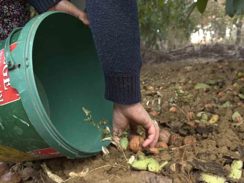 Simav’da Ceviz üreticileri dertli: hasat bol, maliyet yüksek