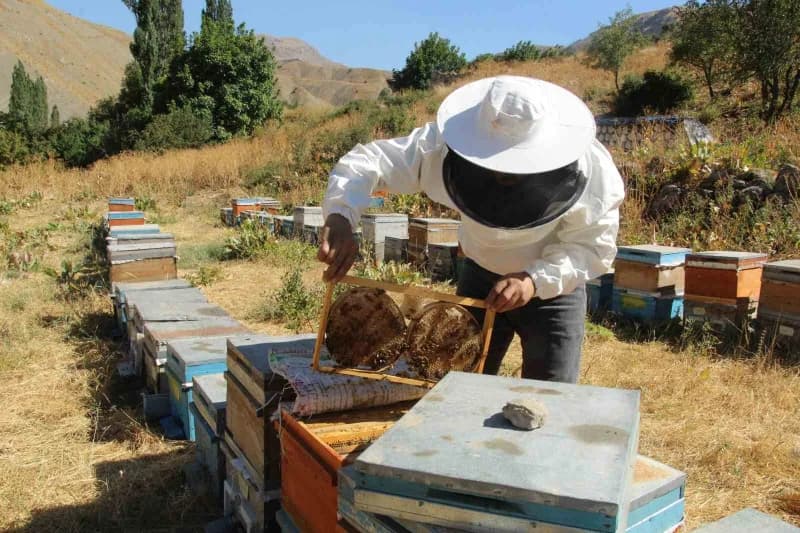 Dedelerinden miras kalan arıcılığı sürdüren Külter, bölgenin doğal florasında ürettikleri balın Türkiye'nin en kaliteli