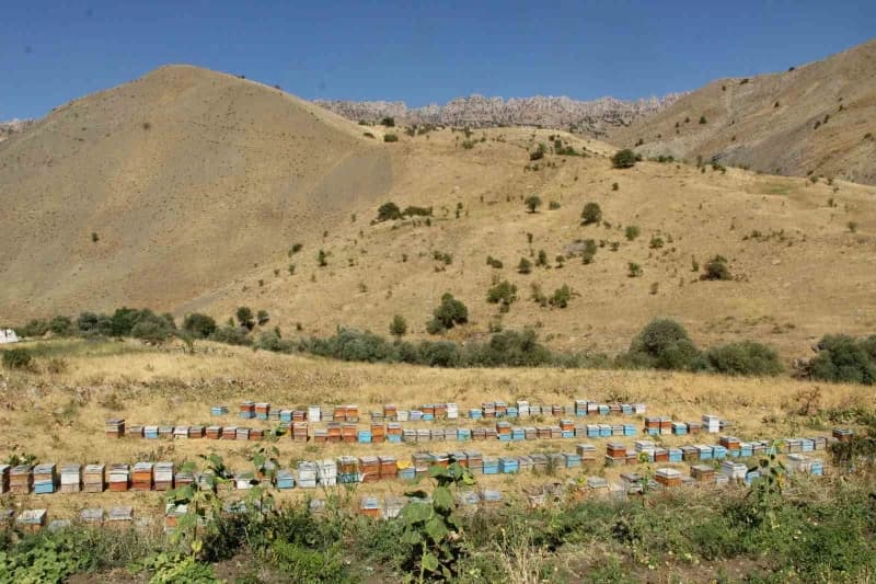 Şırnak Beytüşşebap’ta Kato ve Kel Mehmet dağları arasında arıcılık yapan Enver Külter bal hasadına hazırlanıyor