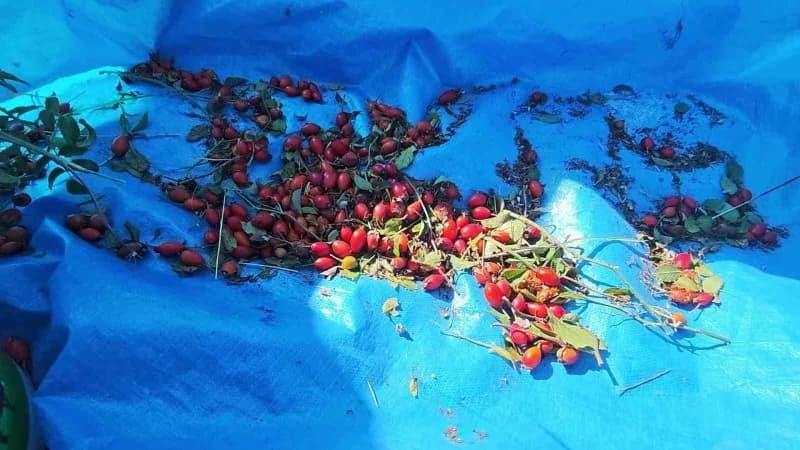 Sivas’ta kuşburnu sezonuyla birlikte vatandaşlar, kışlık hazırlıklarını yapmak için dikenli ağaçların arasında zahmetli
