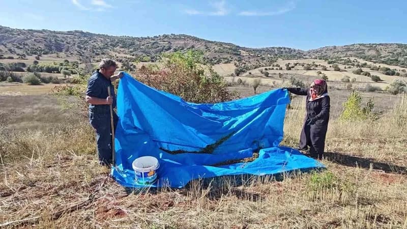 Sivas’ta kuşburnu sezonuyla birlikte vatandaşlar, kışlık hazırlıklarını yapmak için dikenli ağaçların arasında zahmetli