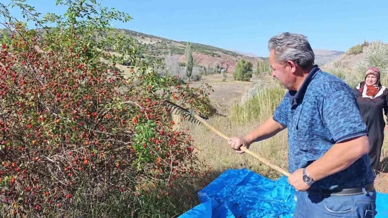 Sivas’ta kuşburnu sezonuyla birlikte vatandaşlar, kışlık hazırlıklarını yapmak için dikenli ağaçların arasında zahmetli