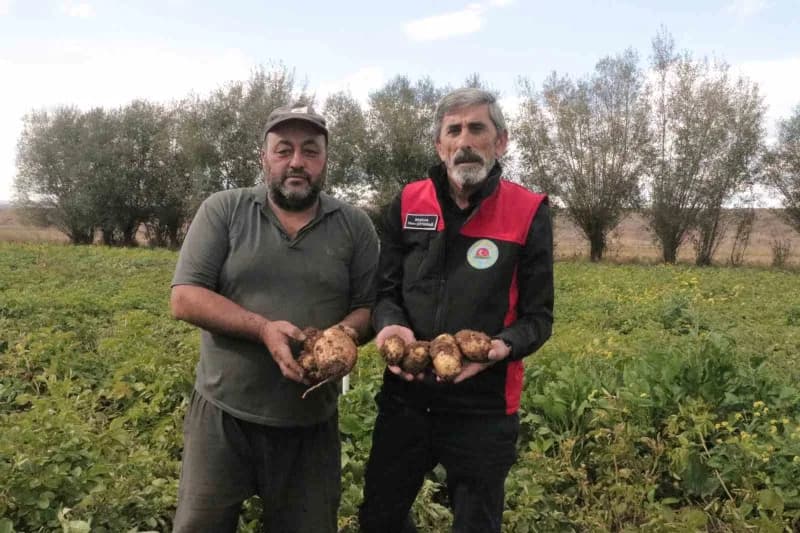 Sivas'ta ilkbahar aylarında toprakla buluşan patatesler hasat için gün sayıyor.