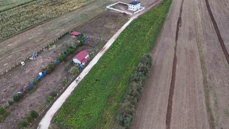 Sivas'ta ilkbahar aylarında toprakla buluşan patatesler hasat için gün sayıyor.