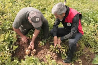 Sivas'ta patates tarlasında hasat için bekleyen patatesler ve çiftçiler