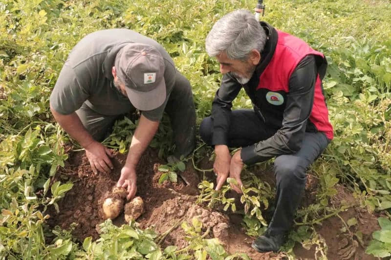 Sivas'ta patates tarlasında hasat için bekleyen patatesler ve çiftçiler
