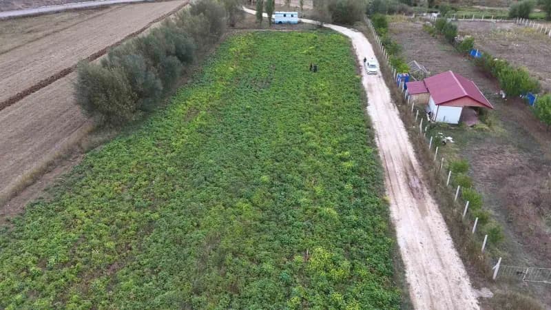 Sivas'ta ilkbahar aylarında toprakla buluşan patatesler hasat için gün sayıyor.