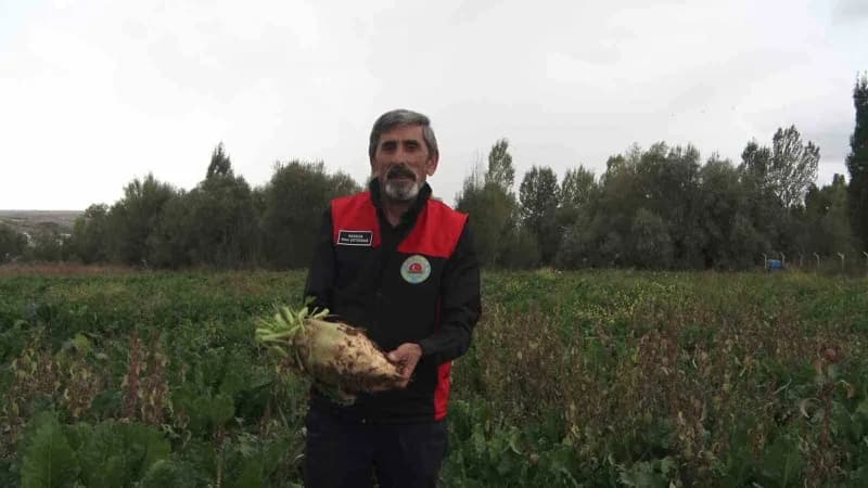 Sivas Ziraat Odası Başkanı Hacı Çetindağ, yağışların fazla olması sebebiyle patates hasadında olduğu gibi şeker pancarı