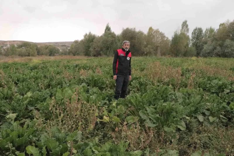 Sivas Ziraat Odası Başkanı Hacı Çetindağ, yağışların fazla olması sebebiyle patates hasadında olduğu gibi şeker pancarı