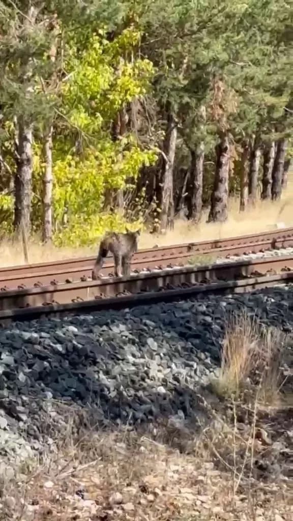 Sivas’a 15 kilometre uzaklıkta bulunan Kalın Tren İstasyonu yakınlarında görülen vaşak ailesi, cep telefonu kamerasıyla