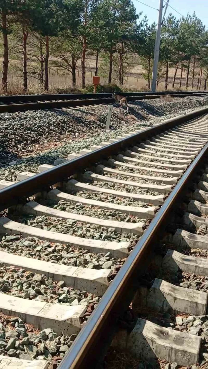 Sivas’a 15 kilometre uzaklıkta bulunan Kalın Tren İstasyonu yakınlarında görülen vaşak ailesi, cep telefonu kamerasıyla