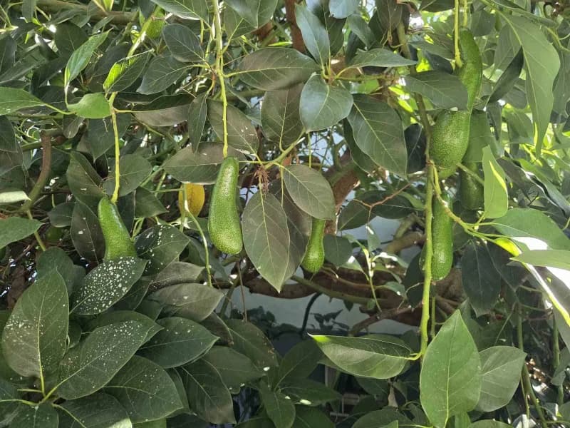 Avokado
