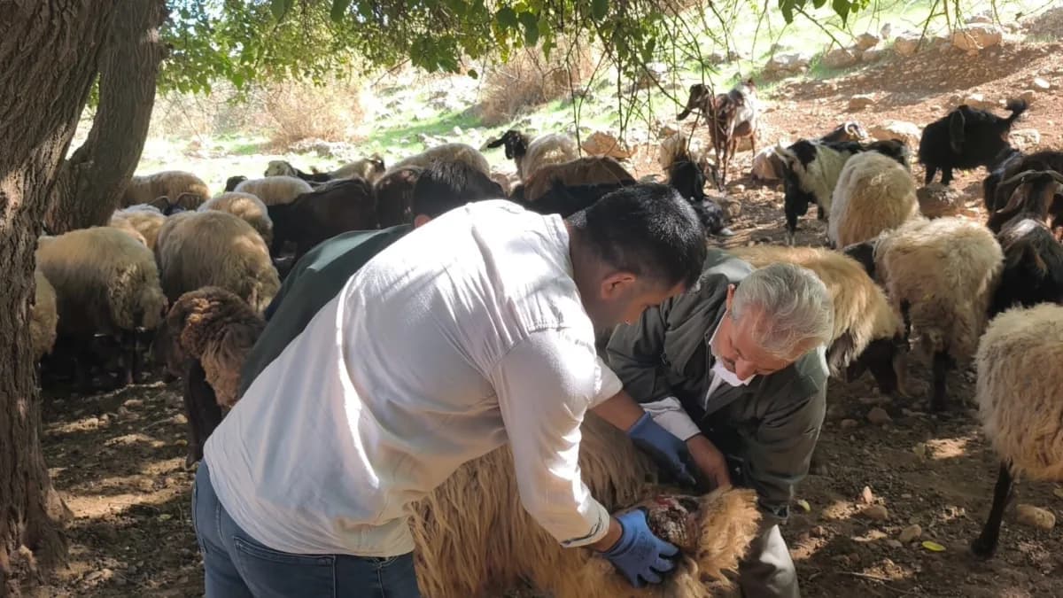 Şırnak'ın Silopi ilçesinde hayvancılıkla uğraşan vatandaşların talepleri doğrultusunda açılan Sürü Y