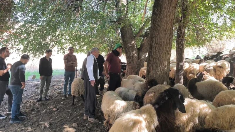 Şırnak'ın Silopi ilçesinde hayvancılıkla uğraşan vatandaşların talepleri doğrultusunda açılan Sürü Y