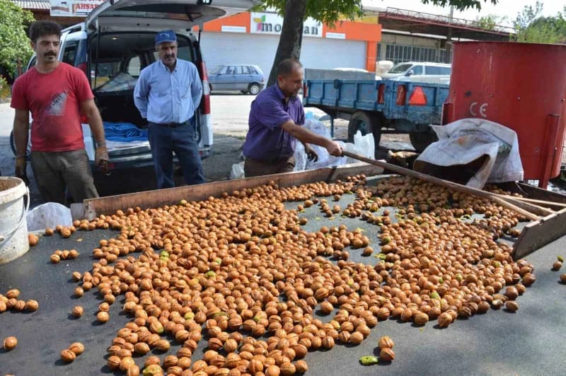 Tokat’ın Niksar ilçesinde "Beyaz altın" olarak anılan coğrafi işaretli cevizde hasat başladı. Geçen yıl don nedeniyle ka