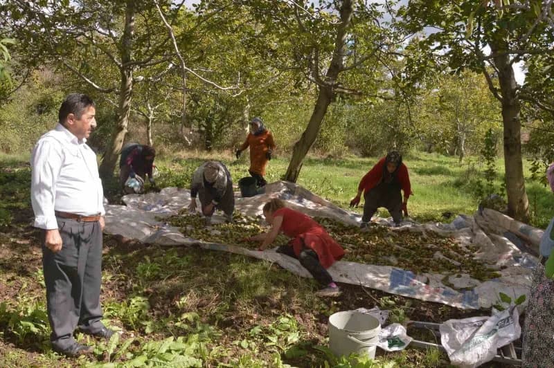 Tokat’ın Niksar ilçesinde "Beyaz altın" olarak anılan coğrafi işaretli cevizde hasat başladı. Geçen yıl don nedeniyle ka