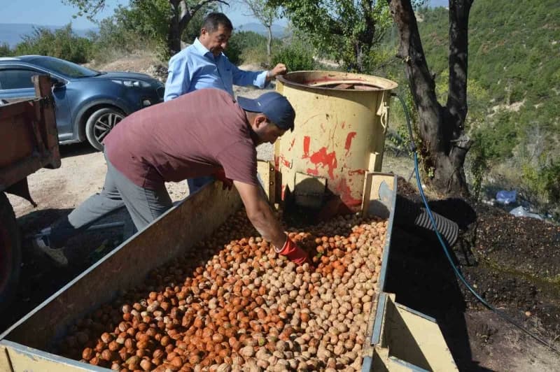 Tokat’ın Niksar ilçesinde "Beyaz altın" olarak anılan coğrafi işaretli cevizde hasat başladı. Geçen yıl don nedeniyle ka