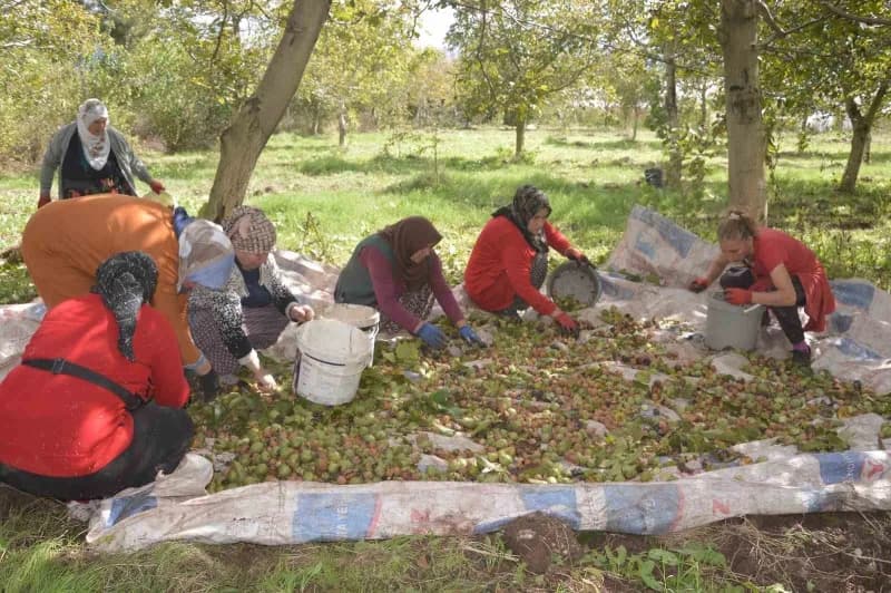 Tokat’ın Niksar ilçesinde "Beyaz altın" olarak anılan coğrafi işaretli cevizde hasat başladı. Geçen yıl don nedeniyle ka