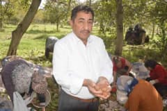 Tokat Niksar’da coğrafi işaretli ceviz bahçesinde hasat yapan üreticiler ve titreşim yöntemiyle ceviz toplama işlemi
