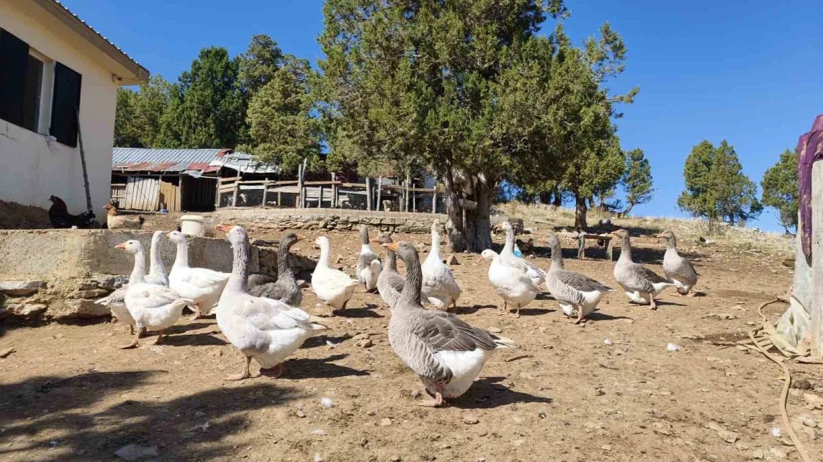 Keçiboynuzları (Harnup) özel tanklarda ıslatıp beklettikten sonra kazanlarda kaynatılarak tamamen organik pekmez üretili