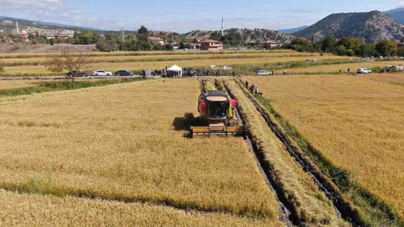 Kastamonu Tosya ilçesinde coğrafi işaretli sarıkılçık pirinci hasadı yapan çiftçiler ve biçerdöverler