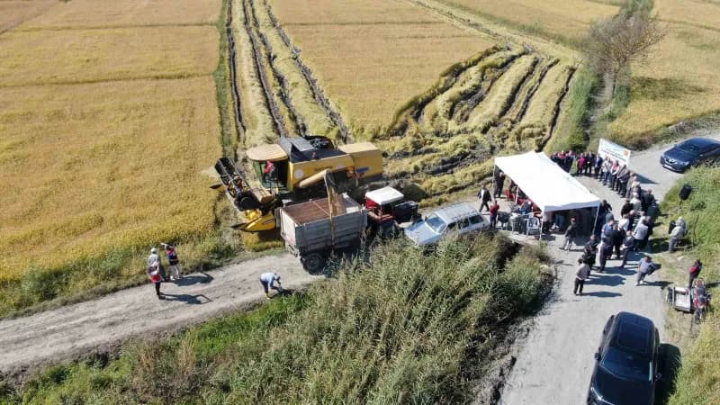 Türkiye’nin ilk çeltik fabrikasının kurulduğu Kastamonu’nun Tosya ilçesinde coğrafi işaretli sarıkılçık çeltiğinin hasad
