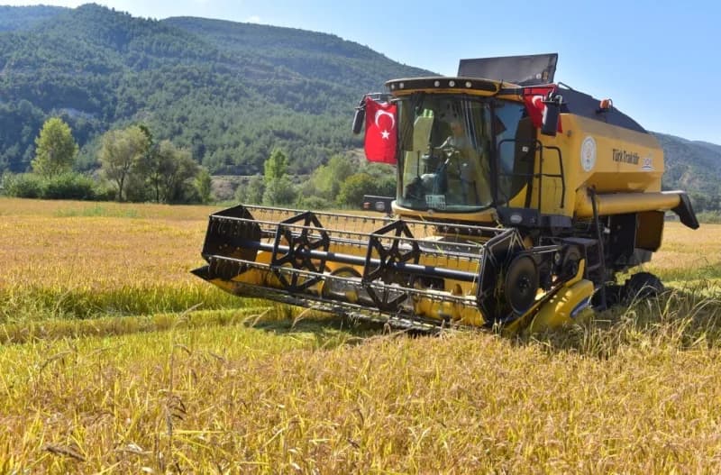 Türkiye’nin ilk çeltik fabrikasının kurulduğu Kastamonu’nun Tosya ilçesinde coğrafi işaretli sarıkılçık çeltiğinin hasad