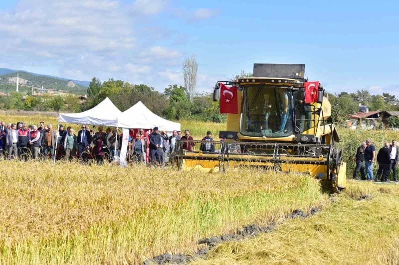 Türkiye’nin ilk çeltik fabrikasının kurulduğu Kastamonu’nun Tosya ilçesinde coğrafi işaretli sarıkılçık çeltiğinin hasad