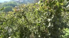 Trabzon’da kahverengi kokarca mücadelesinde doğaya bırakılan samuray arıları ve ilaçlama çalışmaları