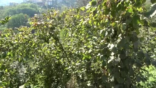 Trabzon’da kahverengi kokarca mücadelesinde doğaya bırakılan samuray arıları ve ilaçlama çalışmaları