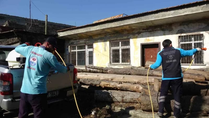 Trabzon’da kahverengi kokarcayla mücadele kapsamında son 3 yılda 200 binin üzerinde samuray arısı do