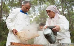 Mersinli arıcılar Muğla ve Ege ormanlarında çam balı sağımı yapıyor