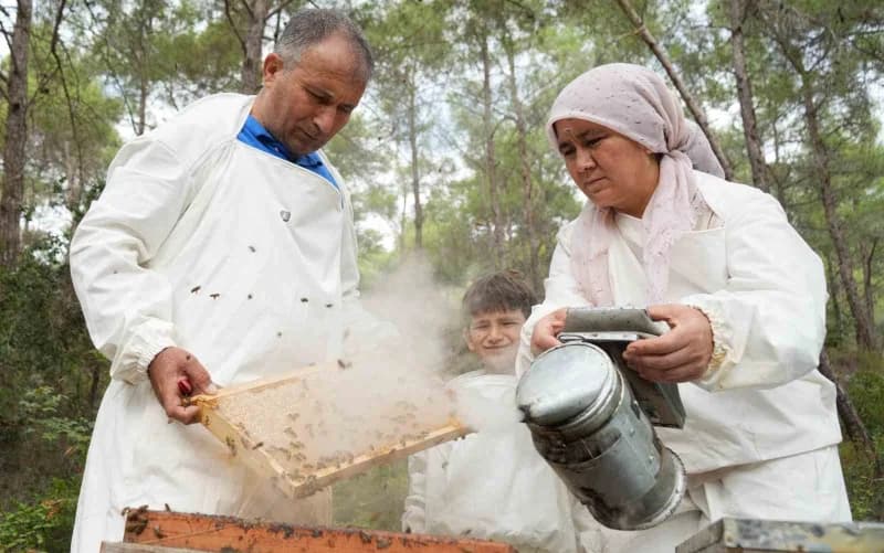 Mersinli arıcılar Muğla ve Ege ormanlarında çam balı sağımı yapıyor
