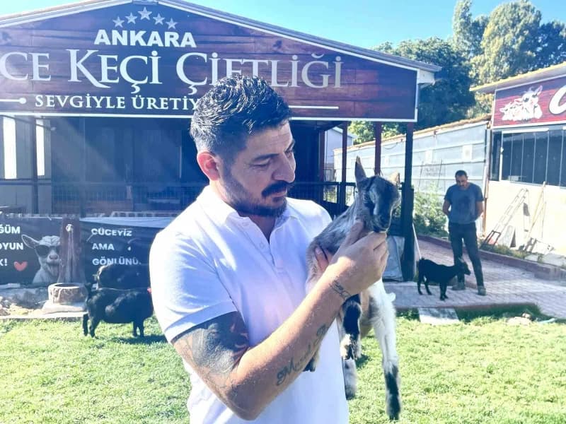 Ankara’nın Ayaş ilçesinde iki keçiyle kurulan cüce keçi çiftliğinde sürü sayısı 90’a ulaştı. Çiftlik sahibi Murat Özgüde