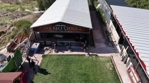 Türkiye’de cüce keçi için talep artıyor