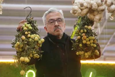 Sivas'ta doğada yetişen üvez meyvesi dalında olgunlaşmış halde