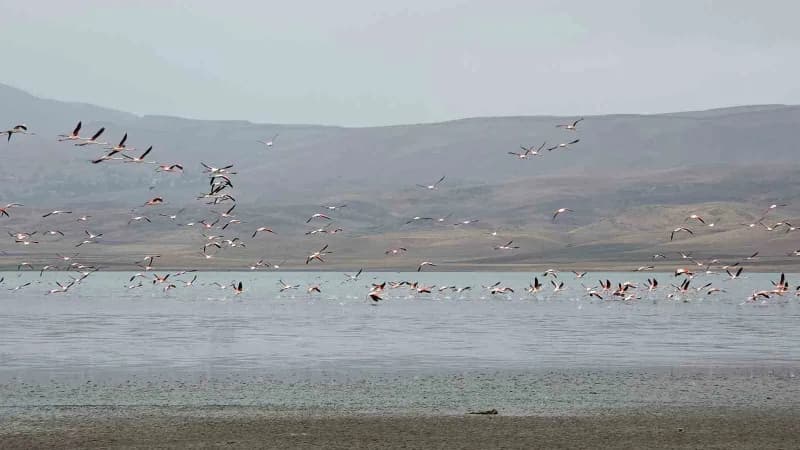 Allı turnalar (Flamingolar), konaklama noktaları olan Erçek Gölü Sulak Alanı'nda gökyüzünü ve su yüzeyini adeta pembe bi