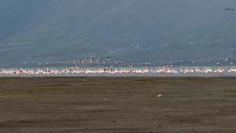 Allı turnalar (Flamingolar), konaklama noktaları olan Erçek Gölü Sulak Alanı'nda gökyüzünü ve su yüzeyini adeta pembe bi