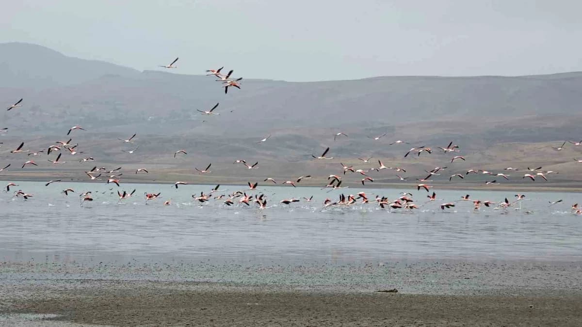 Allı turnalar (Flamingolar), konaklama noktaları olan Erçek Gölü Sulak Alanı'nda gökyüzünü ve su yüzeyini adeta pembe bi