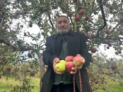 Van Edremit’te 75 yaşındaki çiftçi Hasan Yurtbay’ın tek ağaçta yetiştirdiği kırmızı ve yeşil elmalar